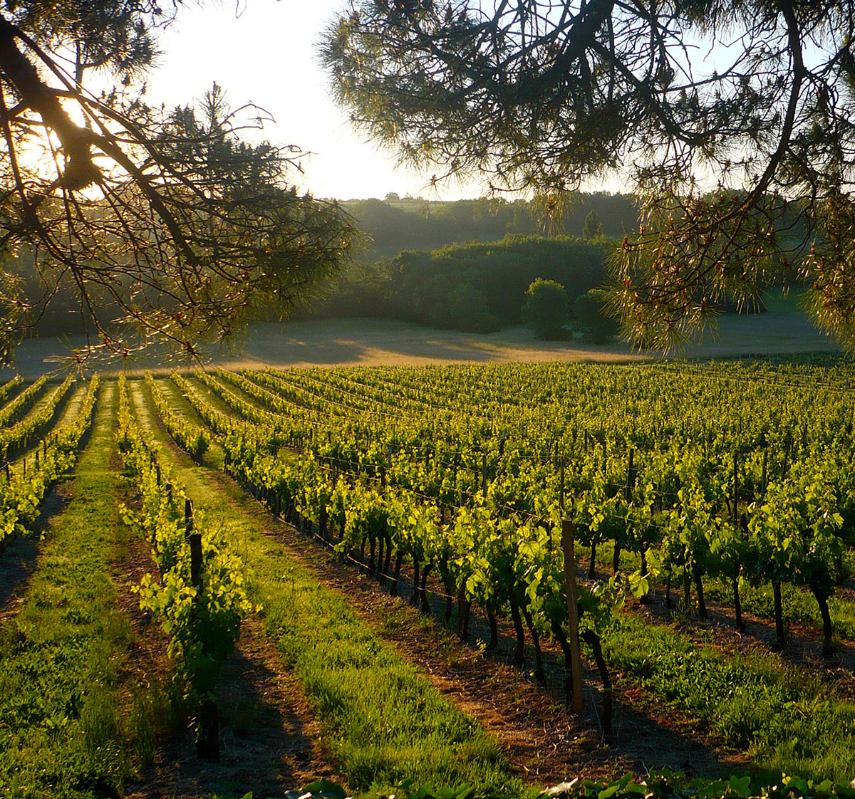 A vineyard on the estate of Chateau Hostens-Picant in Bordeaux, France.