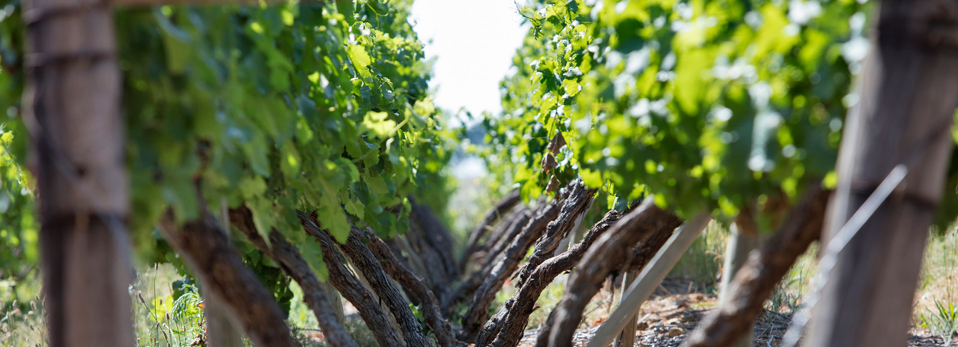 Vines trained to the Lyre System at Backsberg in Paarl, South Africa. A sustainably farmed and carbon neutral winery.