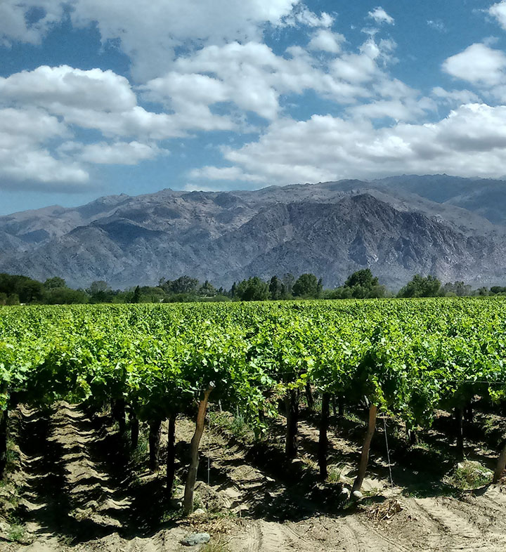 A vineyard planted along a mountain range in Argentina.