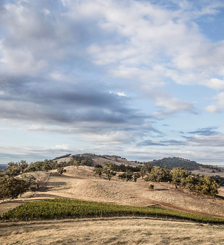 The rolling hills surrounding the organic vineyards of Tellurian winery in Victoria, Australia.