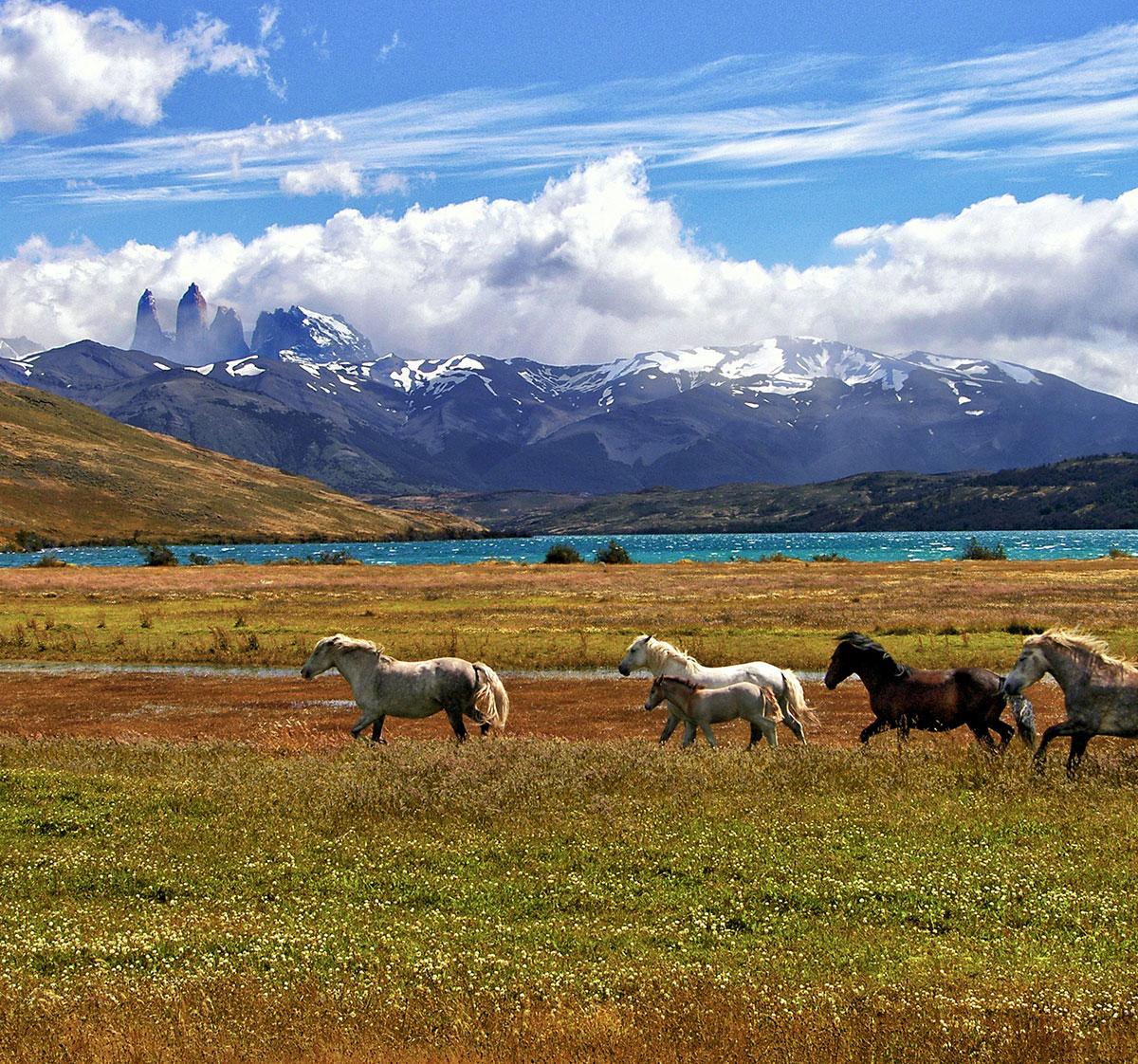 A team of horses gallops through the Chilean landscape below the Andes Mountain range.