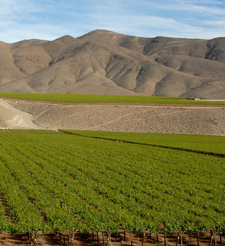 A flourishing vineyard in the sprawling dry conditions of the Chilean countryside.