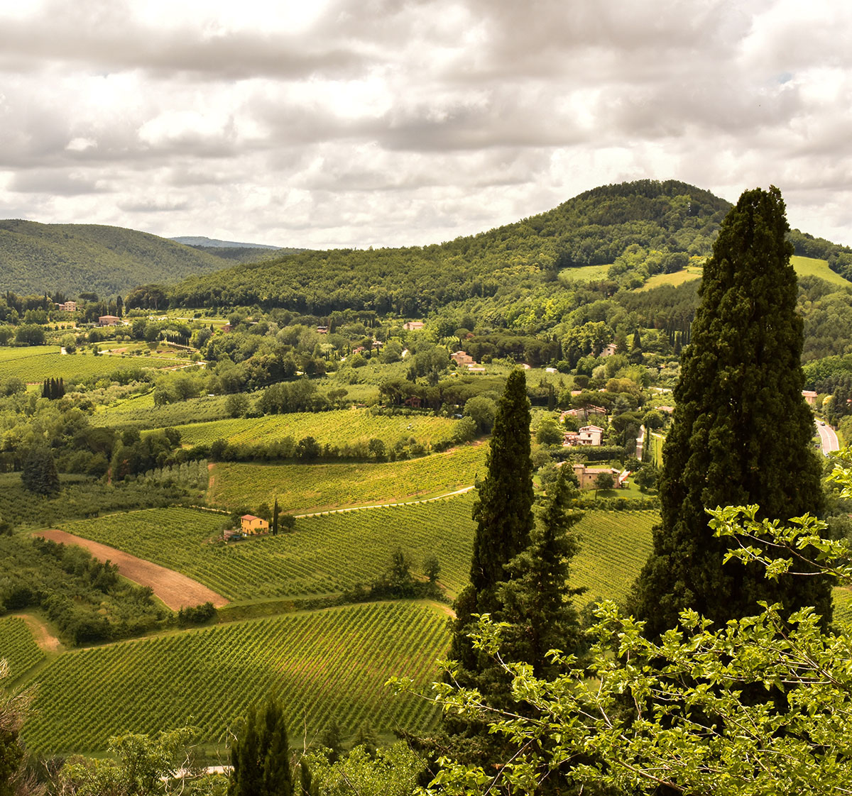 Sprawling vineyards among the rolling hills of the Tuscany wine region in Italy.