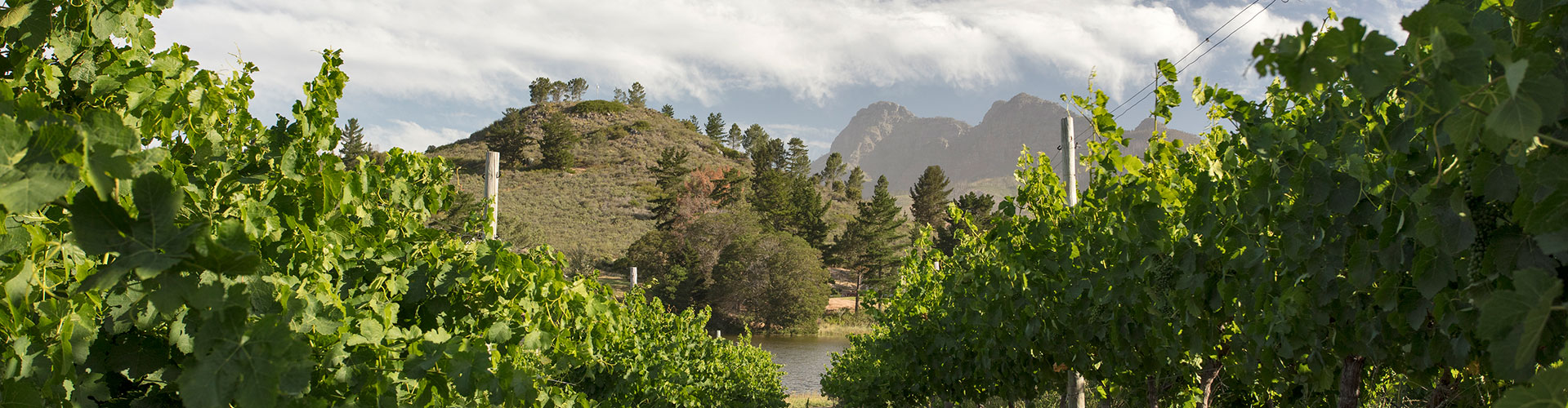 View of a dam and the Simonsberg mountain from the Backsberg vineyard in Paarl, South Africa.