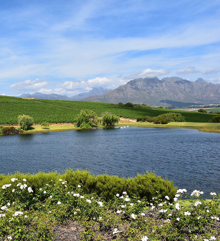 A view overlooking vineyards, mountains and a dam in the Stellenbosch winelands, South Africa.