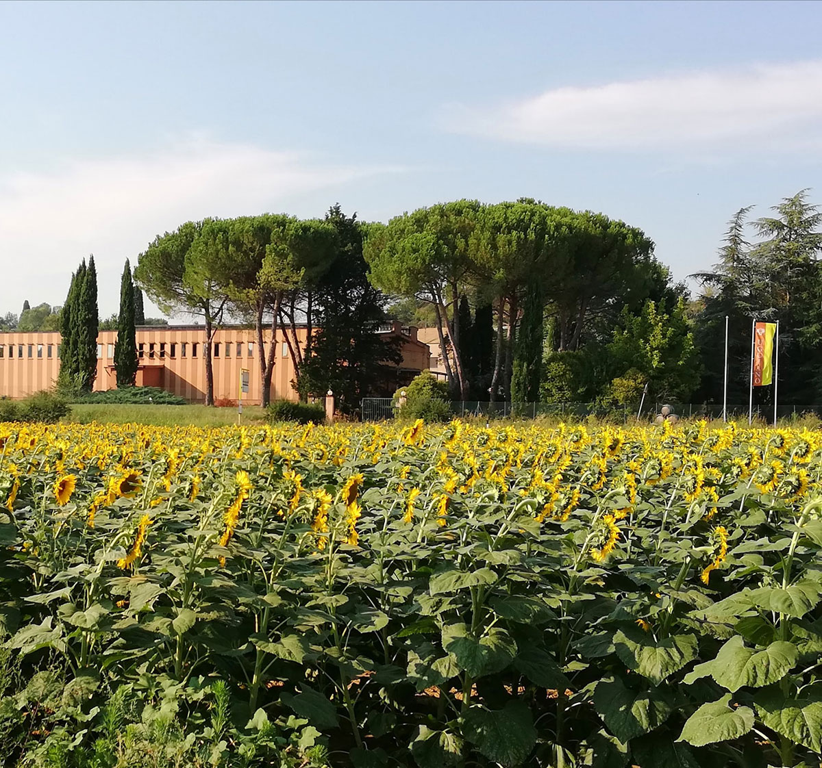 Sunflower field outside the winery of Azienda Uggiano in Tuscany, Italy.