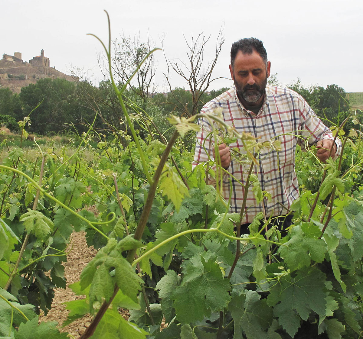 Winemaker and viticulturist, Abel Mendoza, examines vine shoots in one of his vineyards in Rioja, Spain.