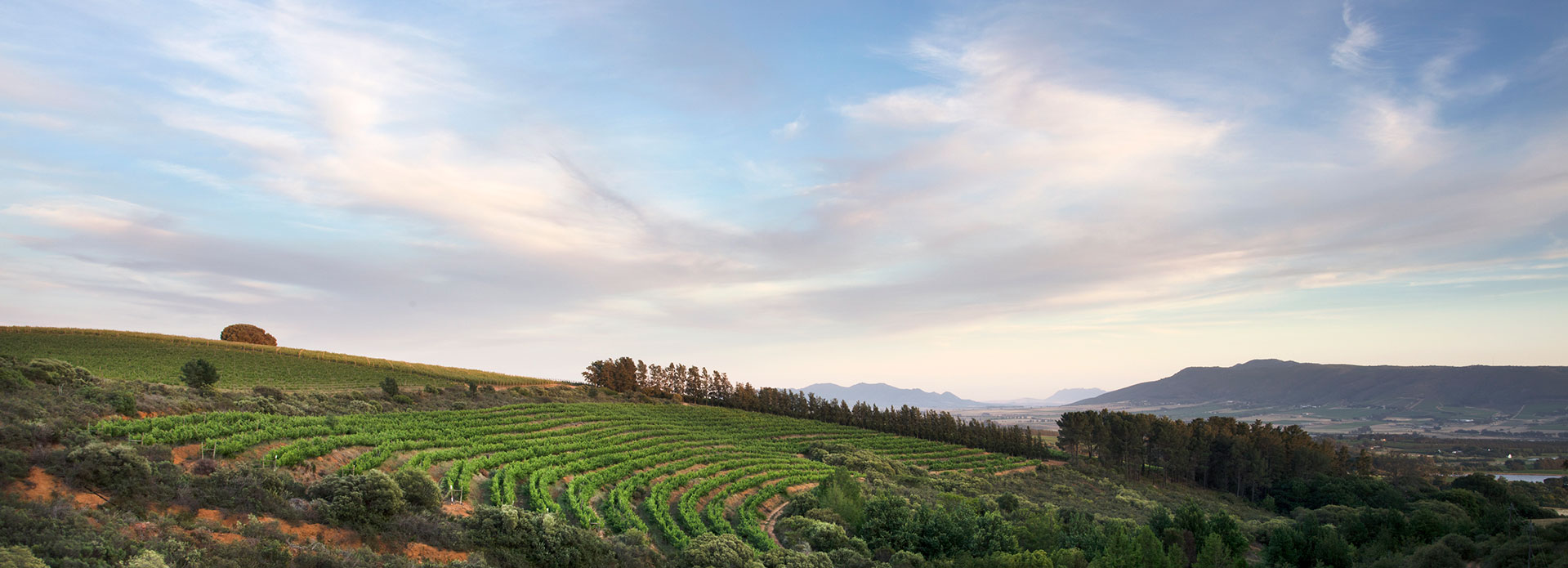 Sunrise over the Backsberg Wine Estate Sauvignon Blanc vineyard in South Africa.