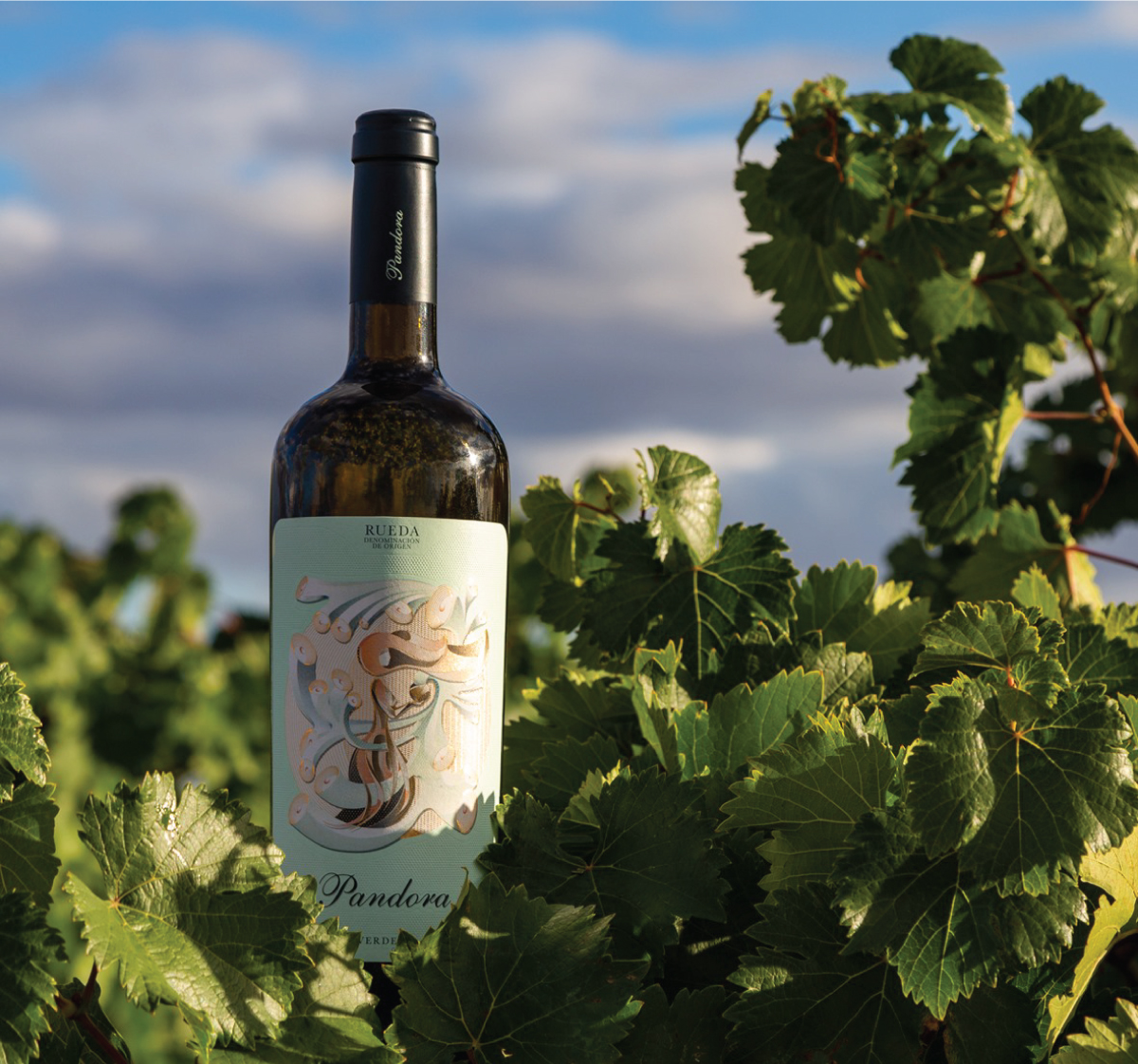 A bottle of Pandra Verdejo among the vines of Bodegas Pandora.