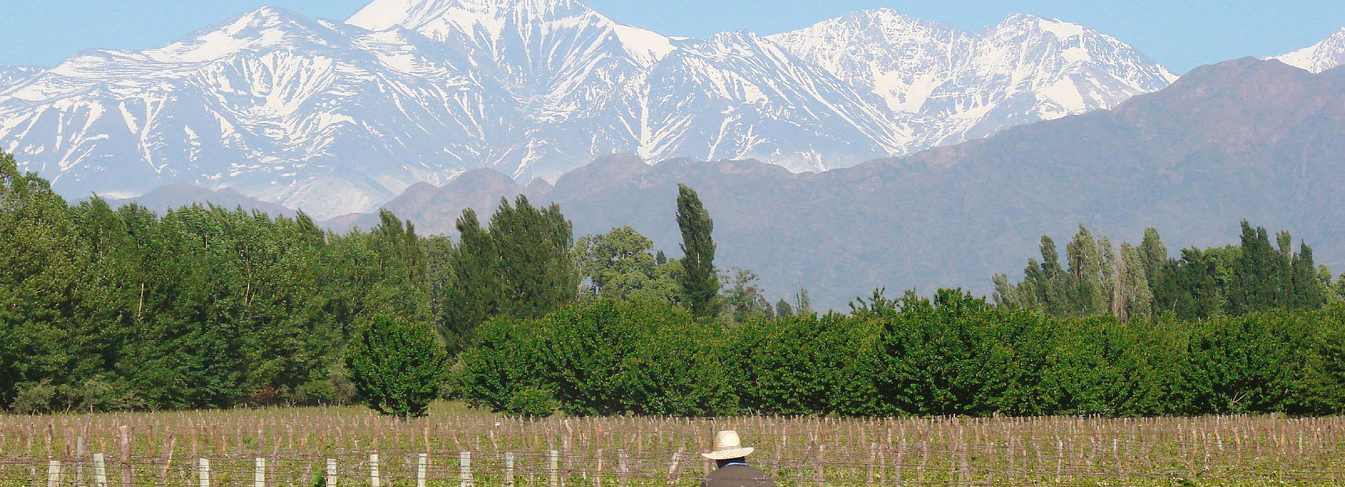 The snowcapped Andes Mountain range as seen from the organic vineyards of Caligiore winery in Mendoza, Argentina.