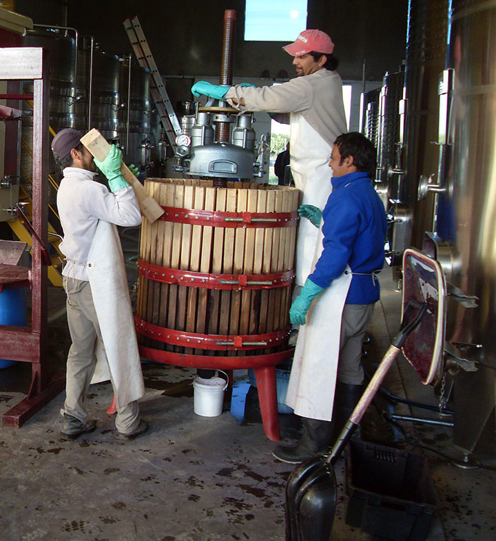 Three cellar hands at Caligiore winery prepare a basket press to press organic wine after fermentation.
