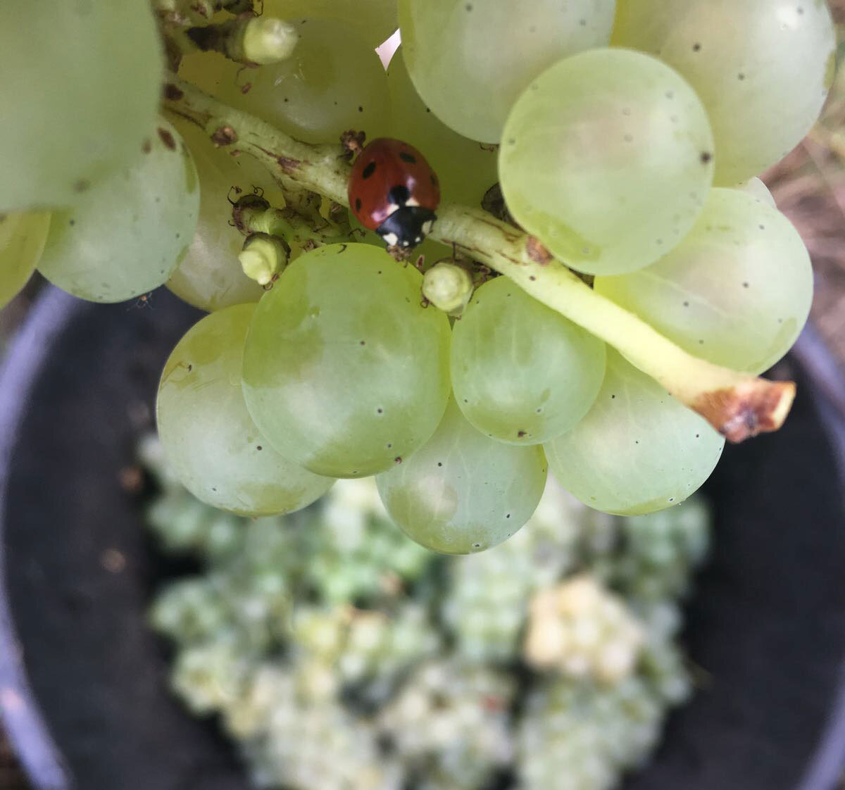 A bunch of white grapes with a lady bug on them.