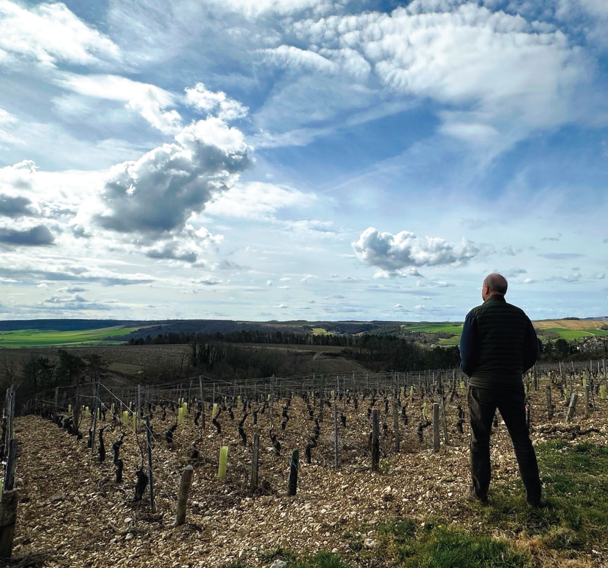 Chris Watson looks over his vineyard.