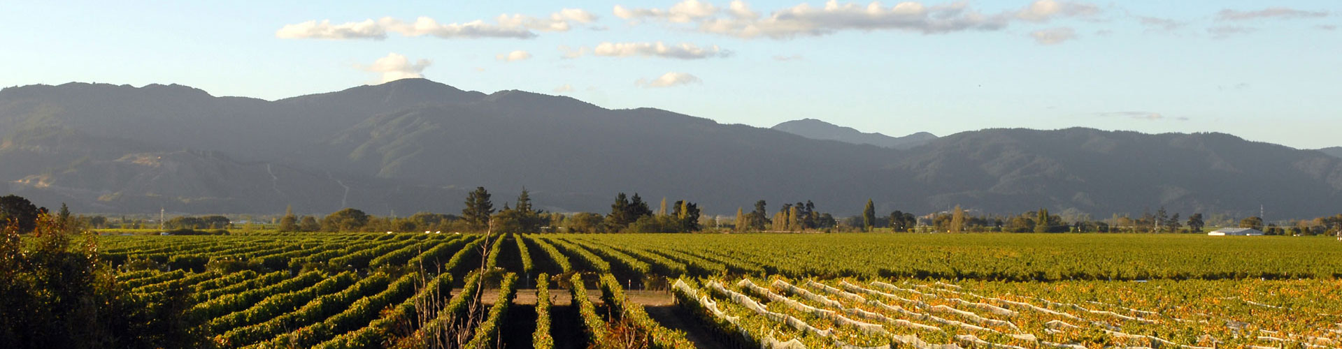 Mountains in the distance as seen from the Fromm Winery vineyard in Marlborough, New Zealand.