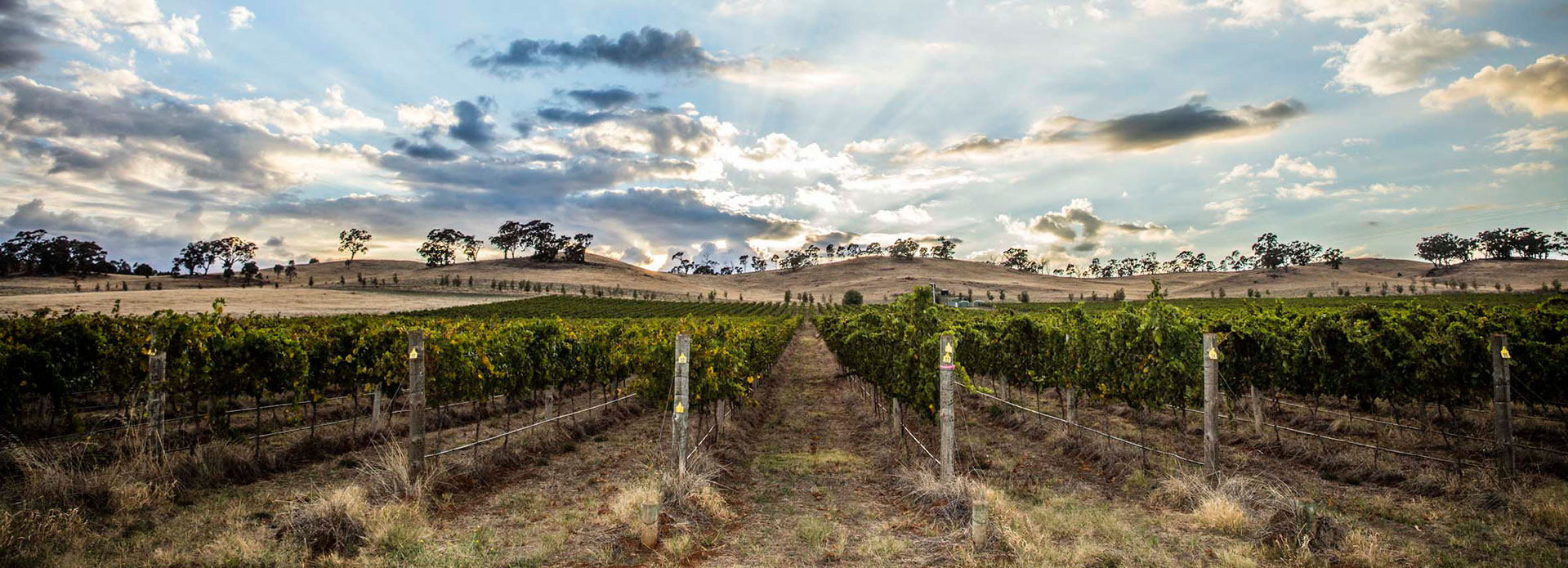 Sunrise over the organic vineyards at Tellurian winery in the Heathcote region of Victoria, Australia.